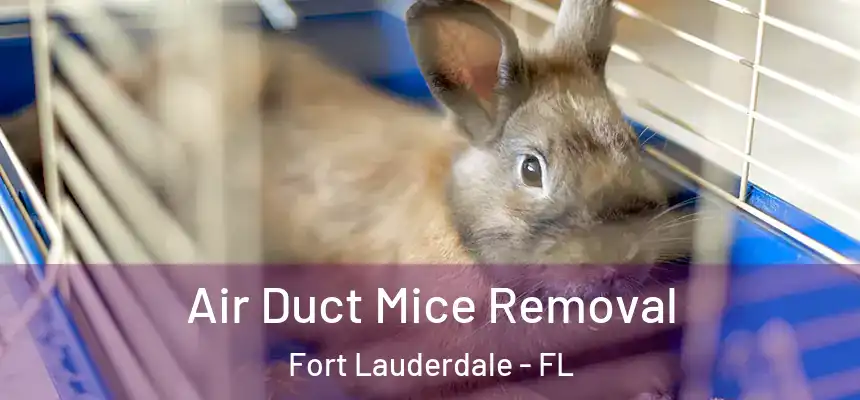 Air Duct Mice Removal Fort Lauderdale - FL